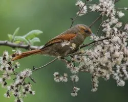 Cranioleuca erythrops