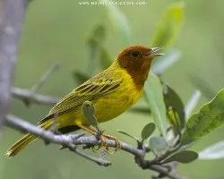 Setophaga petechia erithachorides