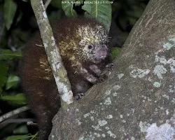 Sphiggurus mexicanus