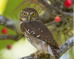Glaucidium brasilianum