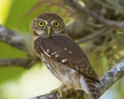 Glaucidium brasilianum