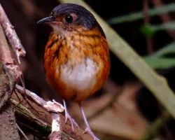 Hylopezus dives thicket antpitta