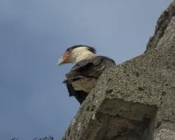 Caracara cheriway