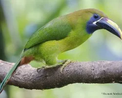 Aulacorhynchus prasinus