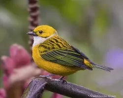 Tangara icterocephala