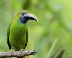 Aulacorhynchus prasinus