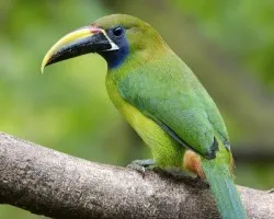 Aulacorhynchus prasinus