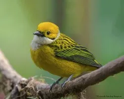 Tangara icterocephala