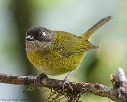 Chlorospingus ophthalmicus