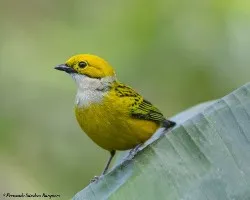 Tangara icterocephala