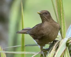 Turdus grayi