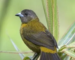 Ramphocelus passerinii