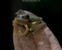 Duellmanohyla rufioculis