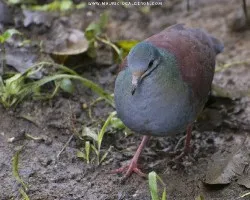 Geotrygon costaricensis