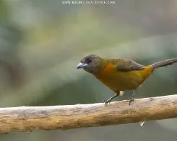 Ramphocelus costaricensis