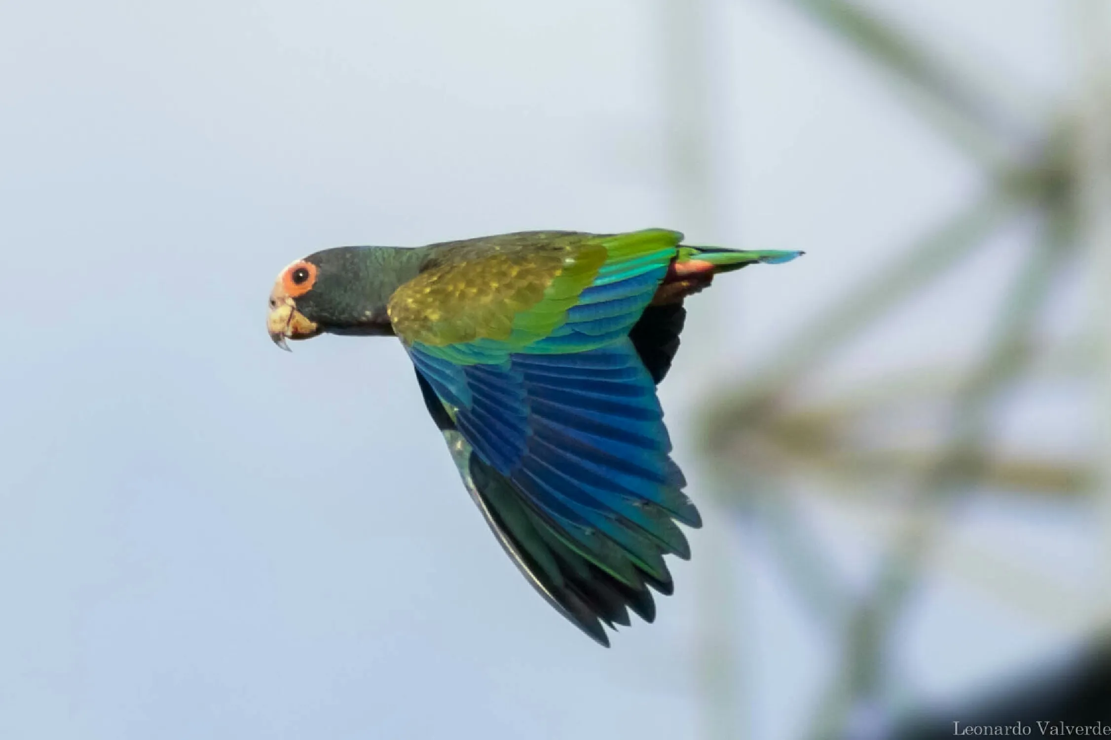 La Bonita De Rivas Perez Zeledón