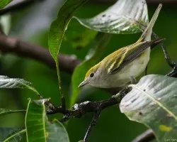 Setophaga pensylvanica