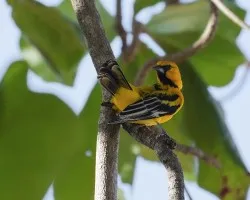Icterus pustulatus