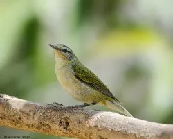 Oreothlypis peregrina