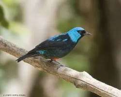 Dacnis venusta