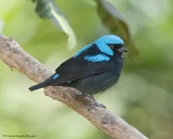 Dacnis venusta