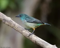 Dacnis venusta