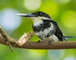 Chloroceryle americana