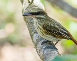 Myiodynastes maculatus