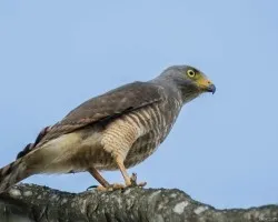 Buteo magnirostris