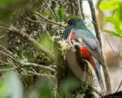 Trogon collaris
