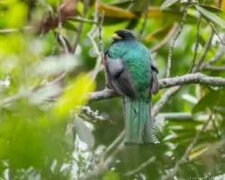 Trogon collaris