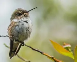 Selasphorus flammula