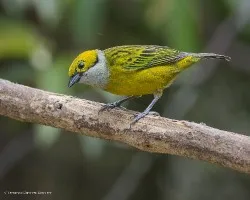 Tangara icterocephala