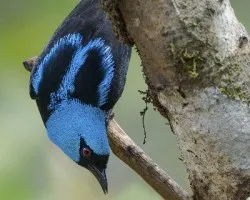 Dacnis venusta