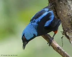 Dacnis venusta