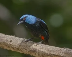 Dacnis venusta