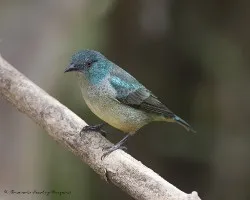 Dacnis venusta