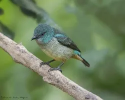 Dacnis venusta
