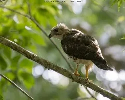 Buteo plagiatus