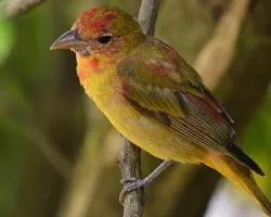 Piranga rubra