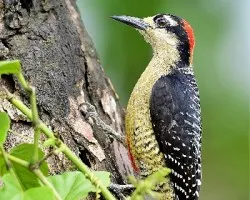 Melanerpes pucherani