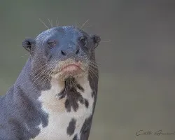 Pteronura brasiliensis