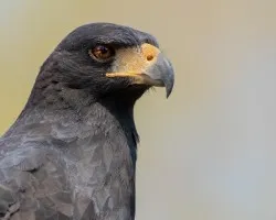 Buteogallus urubitinga