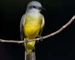 Tyrannus melancholicus