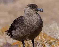 Stercorarius chilensis