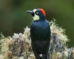 Melanerpes formicivorus