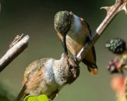 Selasphorus scintilla