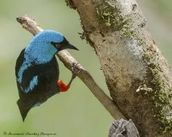 Dacnis venusta