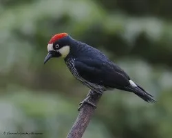 Melanerpes formicivorus