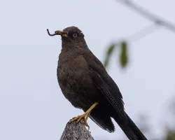 Turdus nigrescens